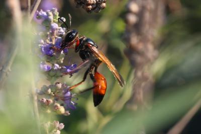  Sphex flavipennis Fabricius, 1793