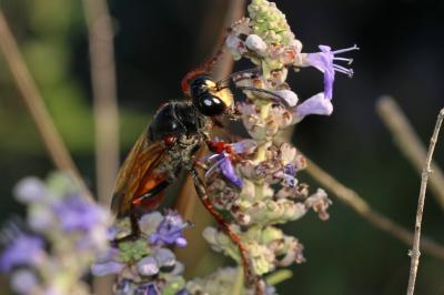  Sphex flavipennis Fabricius, 1793