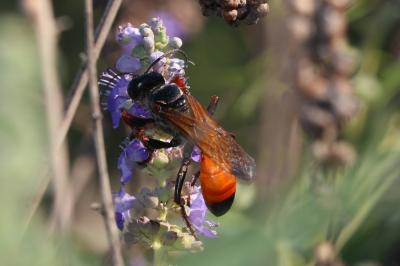  Sphex flavipennis Fabricius, 1793