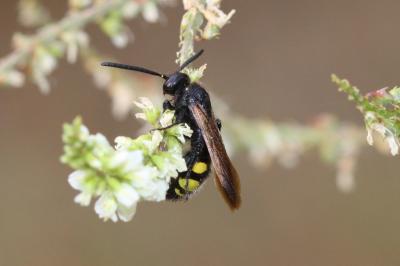  Scolia fuciformis Scopoli, 1786