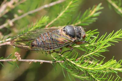 Cigale rouge (la) Tibicina haematodes (Scopoli, 1763)
