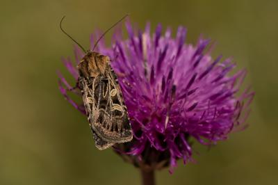 Chersotis alpestre (La) Chersotis alpestris (Boisduval, 1837)