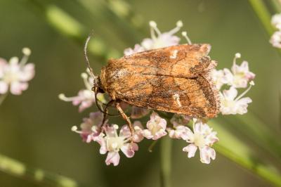 Mythimne imbécile (La) Lasionycta imbecilla (Fabricius, 1794)