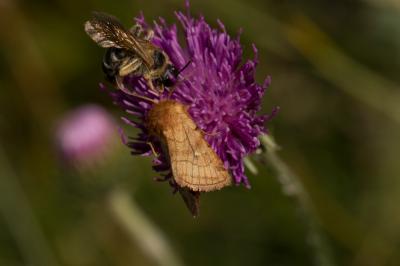Mythimne imbécile (La) Lasionycta imbecilla (Fabricius, 1794)