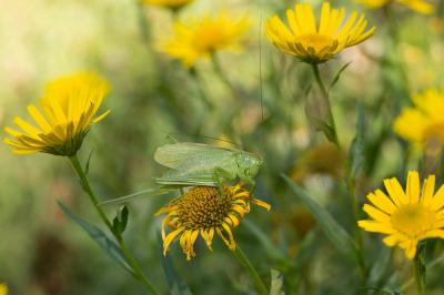Sauterelle cymbalière, Sauterelle chanteuse Tettigonia cantans (Fuessly, 1775)
