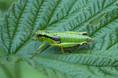 Miramelle alpestre Miramella alpina (Kollar, 1833)