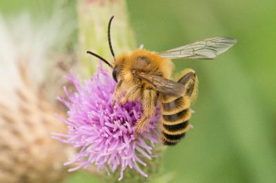  Dasypoda hirtipes (Fabricius, 1793)