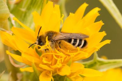  Dasypoda hirtipes (Fabricius, 1793)