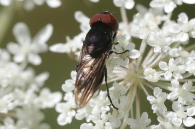  Chrysogaster solstitialis (Fallén, 1817)