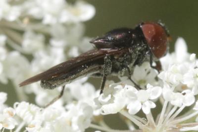 Chrysogaster solstitialis (Fallén, 1817)