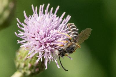  Halictus scabiosae (Rossi, 1790)