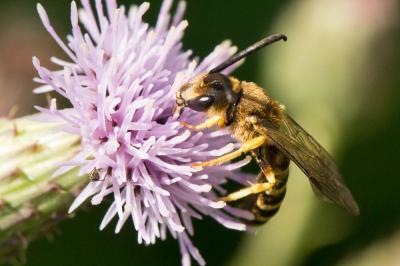  Halictus scabiosae (Rossi, 1790)