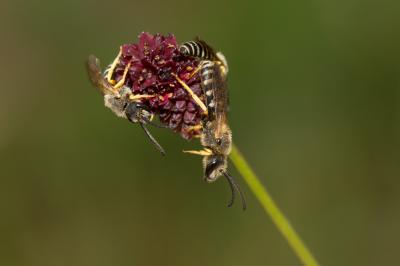  Halictus scabiosae (Rossi, 1790)