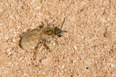  Vestitohalictus pollinosus (Sichel, 1860)