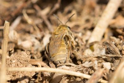  Vestitohalictus pollinosus (Sichel, 1860)