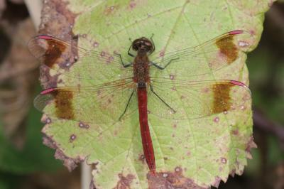 Sympétrum du Piémont (Le) Sympetrum pedemontanum (O.F. Müller in Allioni, 1766)
