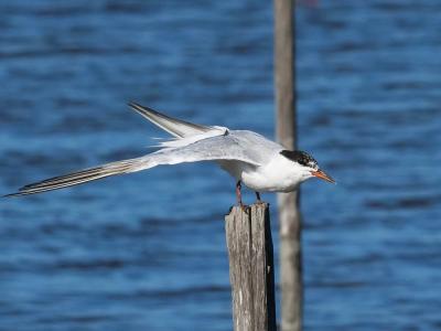 Sterne pierregarin Sterna hirundo Linnaeus, 1758