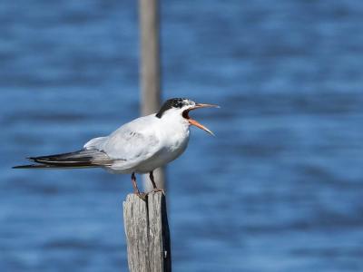 Sterne pierregarin Sterna hirundo Linnaeus, 1758