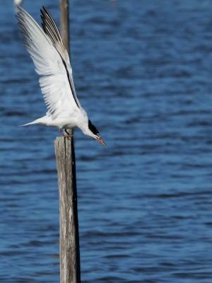 Sterne pierregarin Sterna hirundo Linnaeus, 1758