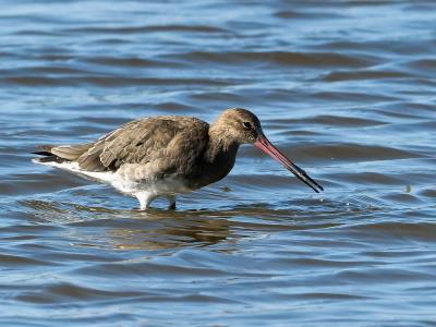 Barge à queue noire Limosa limosa (Linnaeus, 1758)