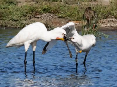 Spatule blanche Platalea leucorodia Linnaeus, 1758