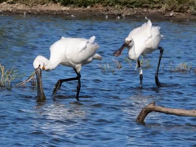 Spatule blanche Platalea leucorodia Linnaeus, 1758