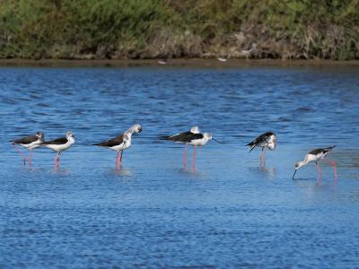 Echasse blanche Himantopus himantopus (Linnaeus, 1758)