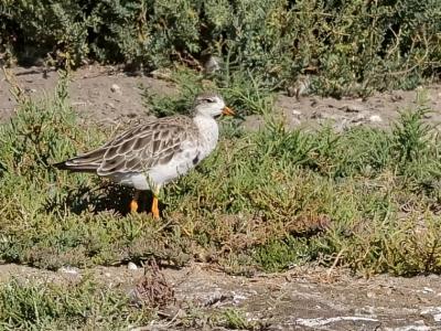 Chevalier combattant, Combattant varié Calidris pugnax (Linnaeus, 1758)
