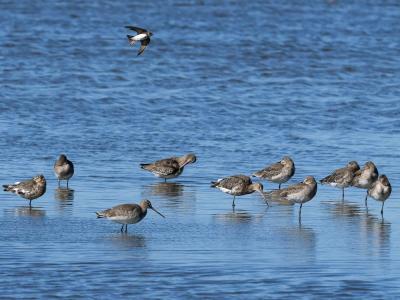 Barge à queue noire Limosa limosa (Linnaeus, 1758)