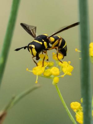  Ceriana vespiformis (Latreille, 1804)