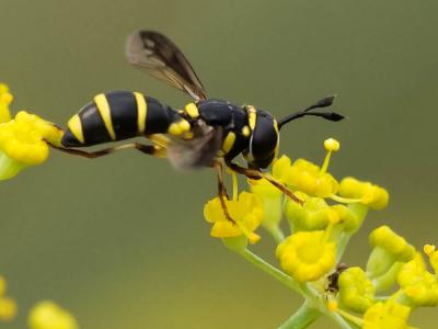  Ceriana vespiformis (Latreille, 1804)