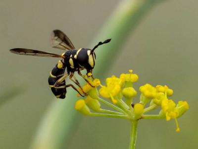  Ceriana vespiformis (Latreille, 1804)
