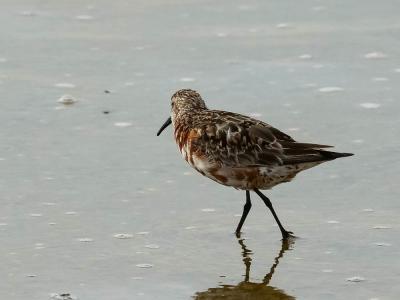 Bécasseau cocorli Calidris ferruginea (Pontoppidan, 1763)