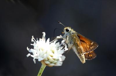 Virgule (La), Comma (Le) Hesperia comma (Linnaeus, 1758)