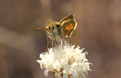 Virgule (La), Comma (Le) Hesperia comma (Linnaeus, 1758)