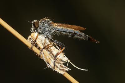  Aneomochtherus flavipes (Meigen, 1820)