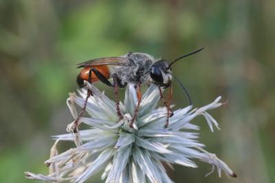  Sphex funerarius Gussakovskij, 1934