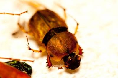  Euoniticellus fulvus (Goeze, 1777)