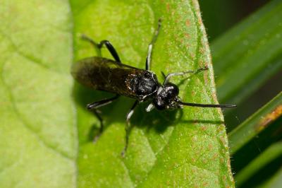  Macrophya ribis (Schrank, 1781)