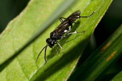 Macrophya ribis (Schrank, 1781)