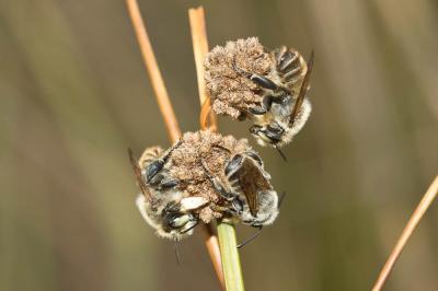  Megachile maritima (Kirby, 1802)