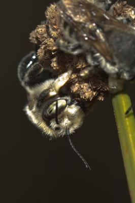  Megachile maritima (Kirby, 1802)