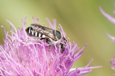  Megachile apicalis Spinola, 1808