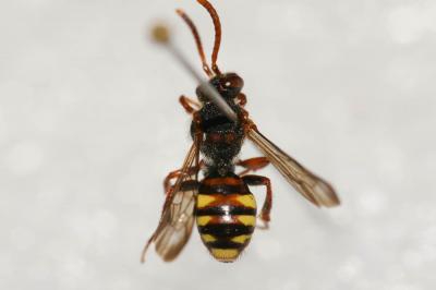  Nomada zonata Panzer, 1798