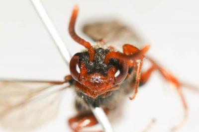  Nomada zonata Panzer, 1798