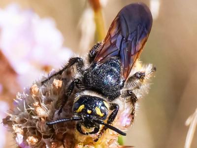  Colpa sexmaculata (Fabricius, 1781)
