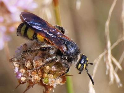  Colpa sexmaculata (Fabricius, 1781)