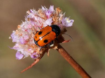  Cryptocephalus bipunctatus (Linnaeus, 1758)