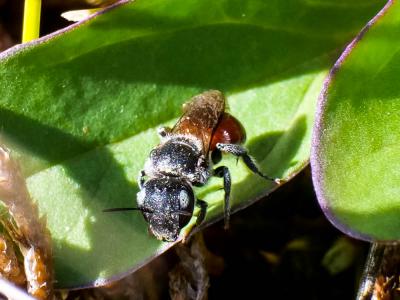  Osmia andrenoides Spinola, 1808