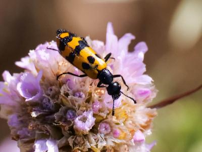  Mylabris connata (Rey, 1892)